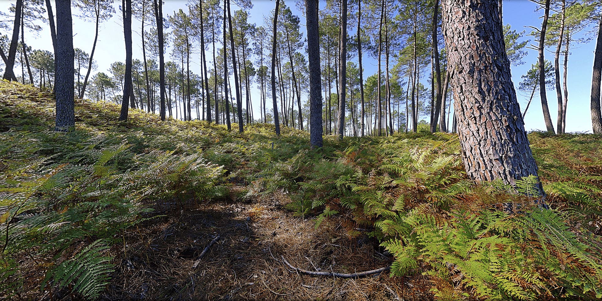 Vue immersive dans une forêt de pins dans les Landes, avec lumière filtrée et sol sablonneux