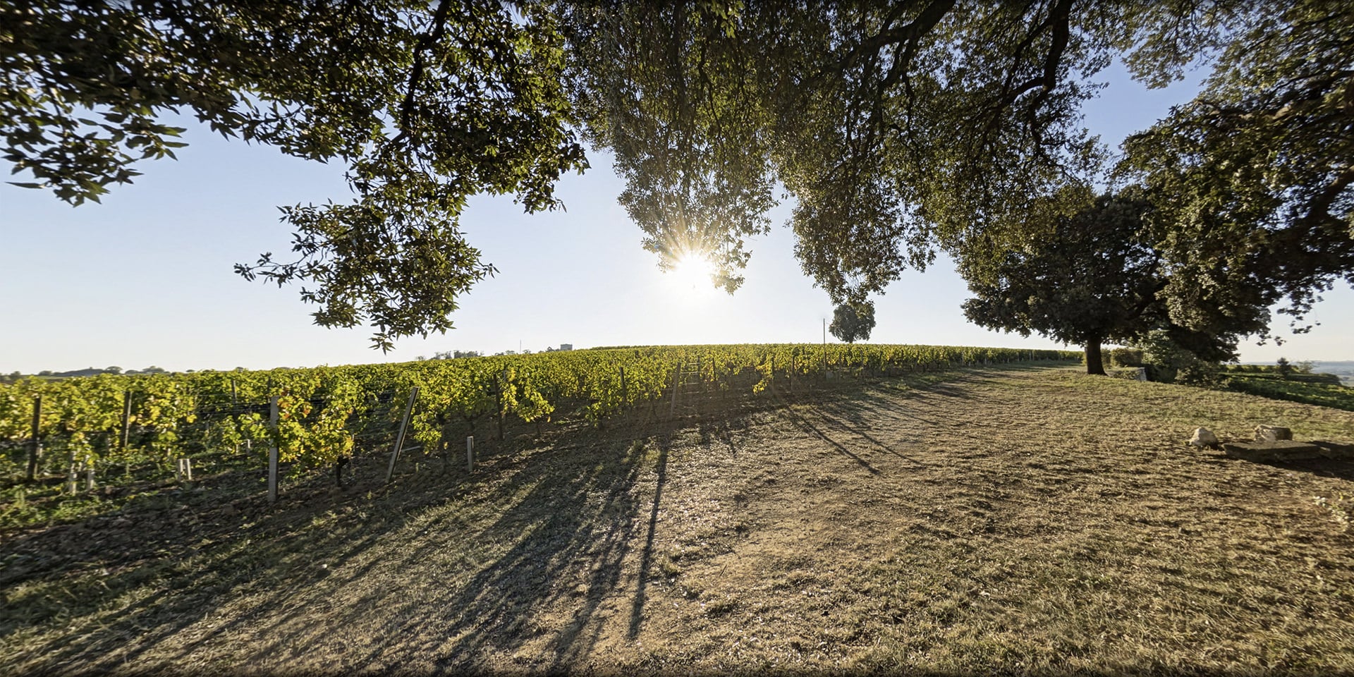 Vignes exposées au stress climatique, dans une visite virtuelle sur le réchauffement global